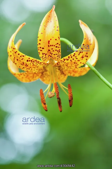 : Lily, Lilium Bellingham Group IV : Lily, Lilium Bellingham Group IV