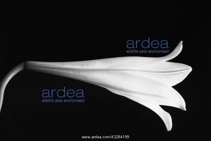 : Lily, Lilium, Black & white : Lily, Lilium, Black & white