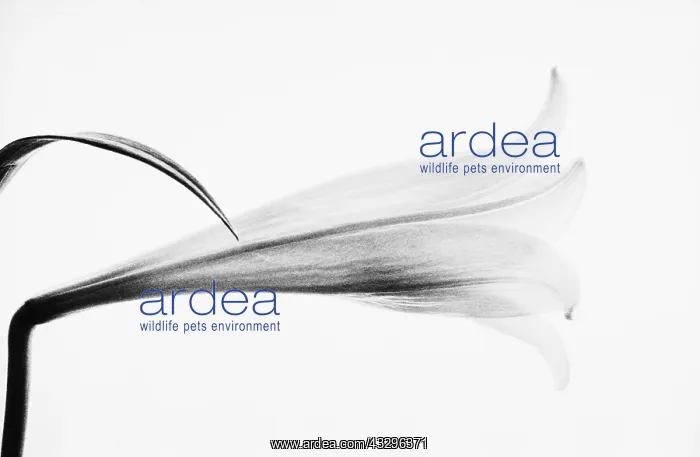 : Lily, Lilium, Black & white : Lily, Lilium, Black & white