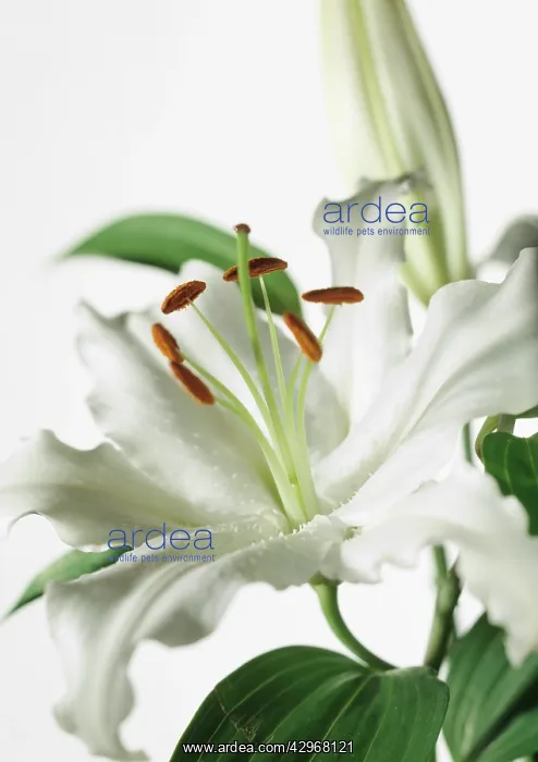 : Lily, Lilium Casa Blanca : Lily, Lilium Casa Blanca