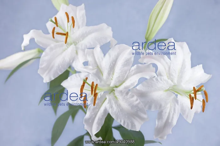  : Lily, Lilium Casa Blanca