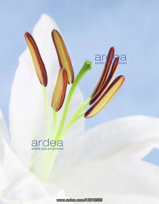 : Lily, Lilium Casa Blanca : Lily, Lilium Casa Blanca
