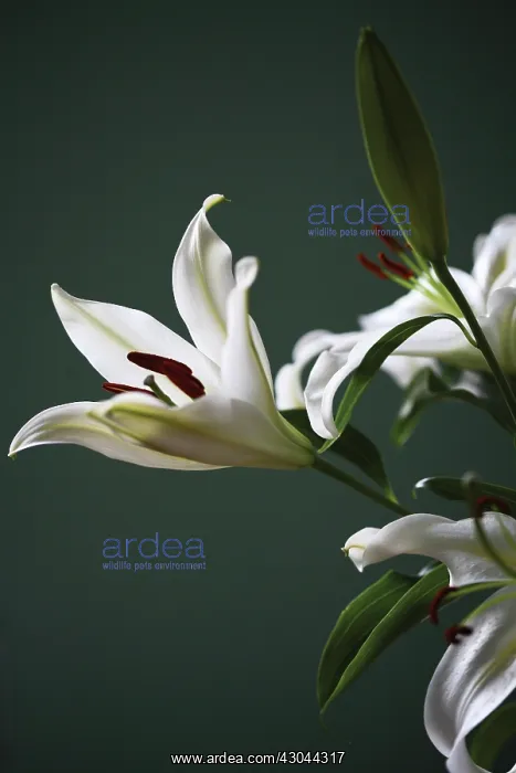: Lily, Lilium Casa Blanca : Lily, Lilium Casa Blanca
