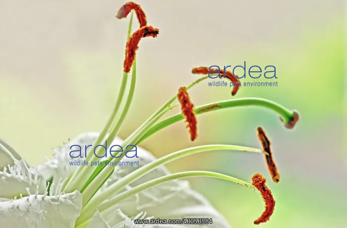 : Lily, Lilium Casa Blanca : Lily, Lilium Casa Blanca