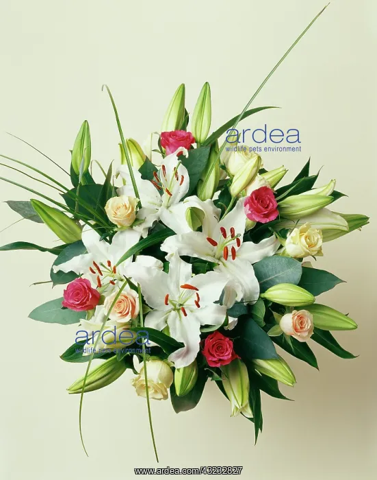 : Lily, Lilium Casa Blanca : Lily, Lilium Casa Blanca