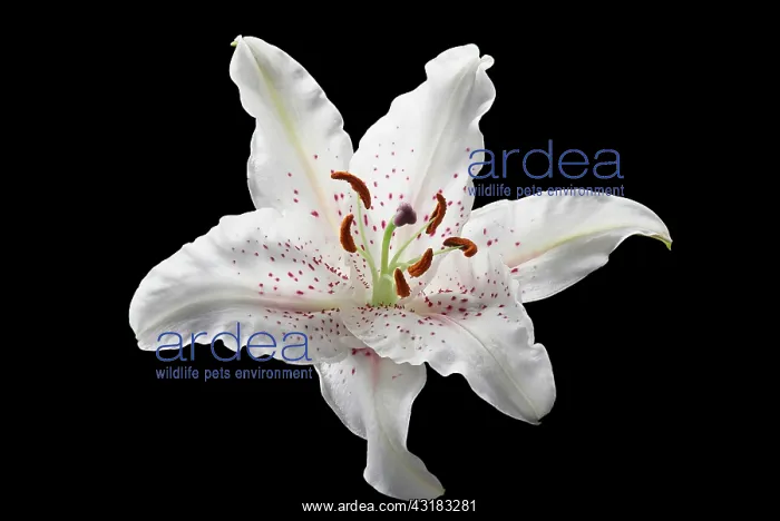 : Lily, Lilium Casa Blanca, Front view of cut out : Lily, Lilium Casa Blanca, Front view of cut out