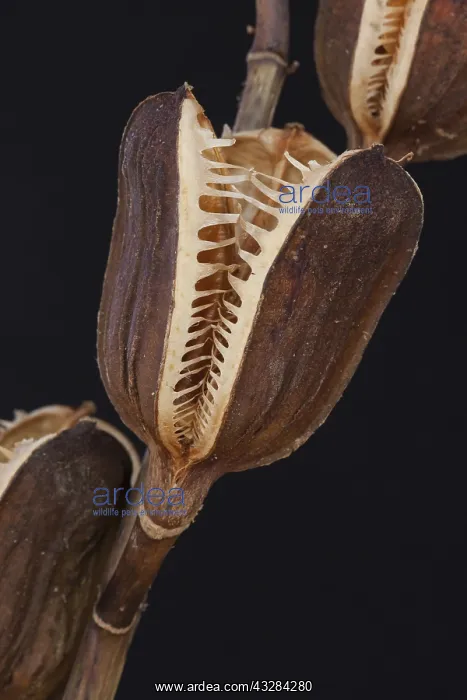 : Lily, Lilium giganteum, Brown subject, Black background