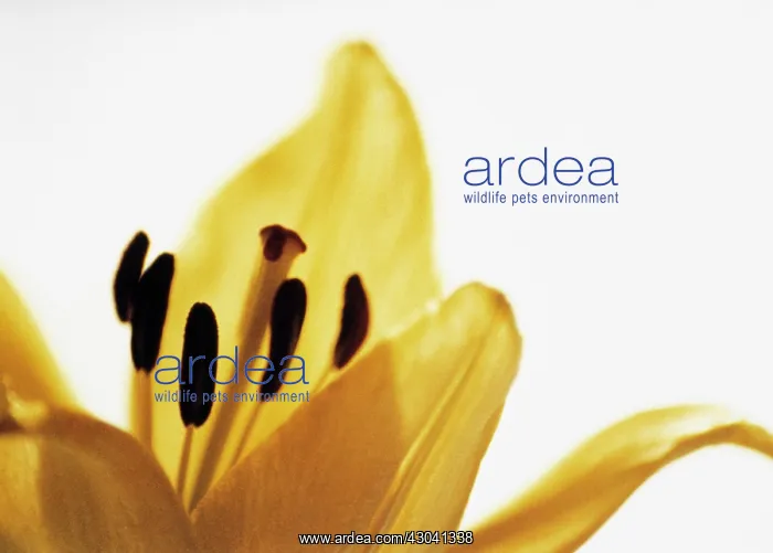 : Lily, Lilium Golden Splendor : Lily, Lilium Golden Splendor