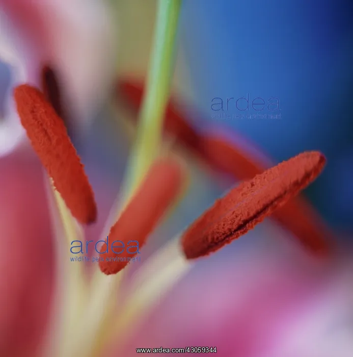 : Lily, Lilium Golden Splendor : Lily, Lilium Golden Splendor