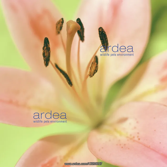 : Lily, Lilium Highness (LA Hybrid) : Lily, Lilium Highness (LA Hybrid)