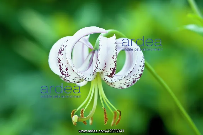 : Lily, Lilium lankongense, Lankong lily : Lily, Lilium lankongense, Lankong lily