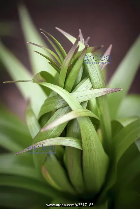 : Lily Lilium, Leaves unfurling, appearing to be protecting : Lily Lilium, Leaves unfurling, appearing to be protecting