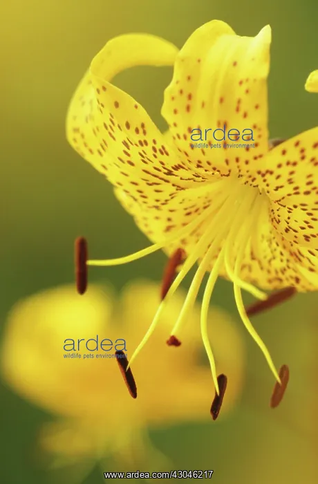 : Lily, Lilium leichtlinii : Lily, Lilium leichtlinii
