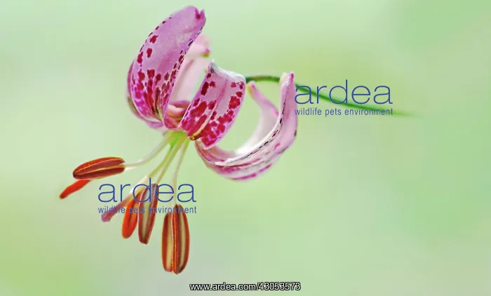 : Lily, Lilium martagon, Turkscap lily : Lily, Lilium martagon, Turkscap lily