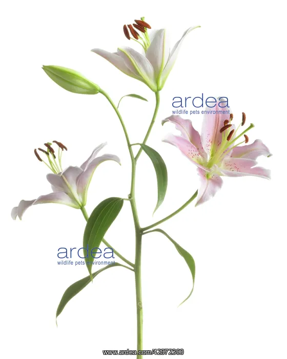 : Lily, Lilium Star Gazer : Lily, Lilium Star Gazer