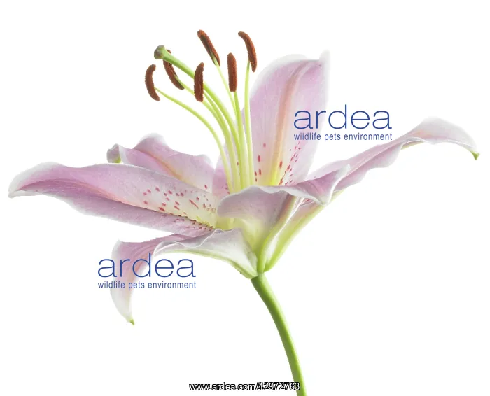 : Lily, Lilium Star Gazer : Lily, Lilium Star Gazer