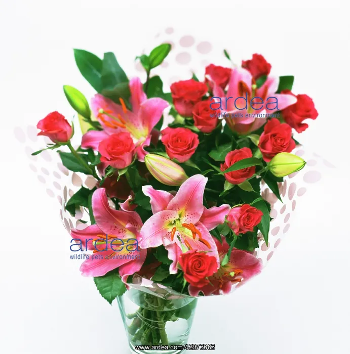: Lily, Lilium Star Gazer : Lily, Lilium Star Gazer