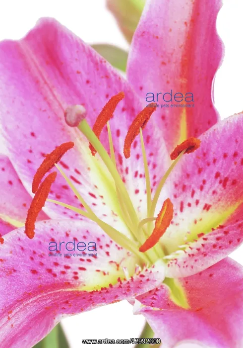 : Lily, Lilium Star Gazer : Lily, Lilium Star Gazer