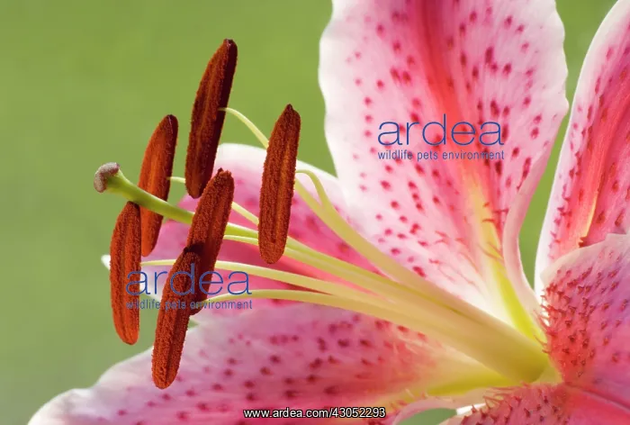 : Lily, Lilium Star Gazer : Lily, Lilium Star Gazer