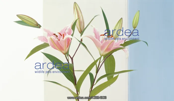 : Lily, Lilium Star Gazer : Lily, Lilium Star Gazer