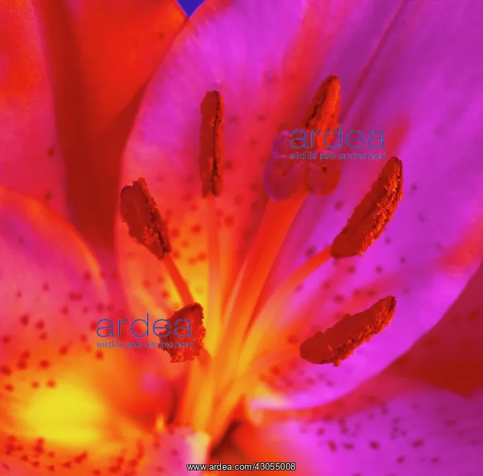 : Lily, Lilium Star Gazer : Lily, Lilium Star Gazer