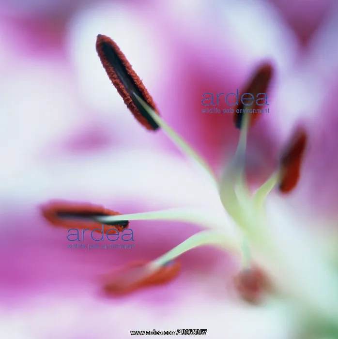 : Lily, Lilium Star Gazer : Lily, Lilium Star Gazer