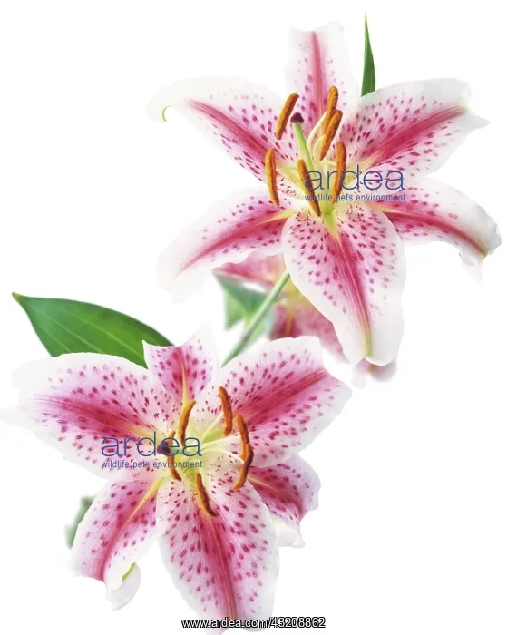 : Lily, Lilium Star Gazer : Lily, Lilium Star Gazer