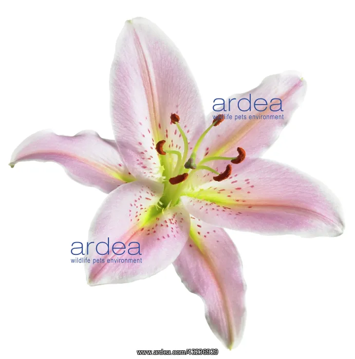 : Lily, Lilium Star Gazer : Lily, Lilium Star Gazer