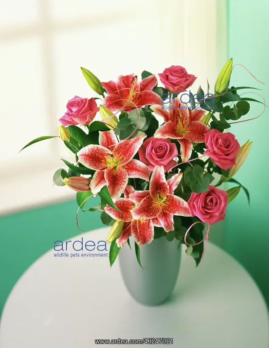 : Lily, Lilium Star Gazer : Lily, Lilium Star Gazer
