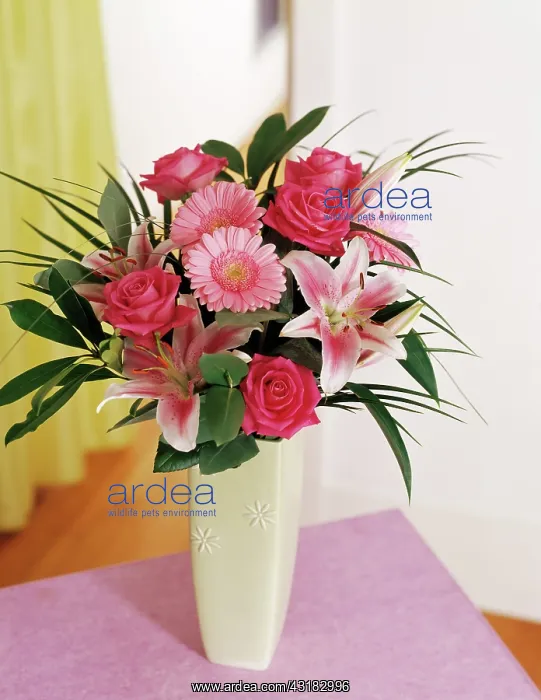 : Lily, Lilium Star Gazer, Floral arrangment with : Lily, Lilium Star Gazer, Floral arrangment with