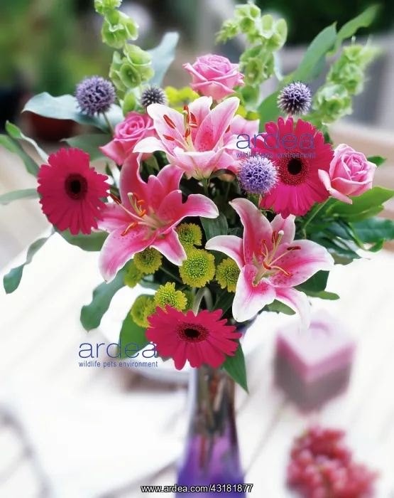 : Lily, Lilium Star Gazer with globe thistles, green : Lily, Lilium Star Gazer with globe thistles, green