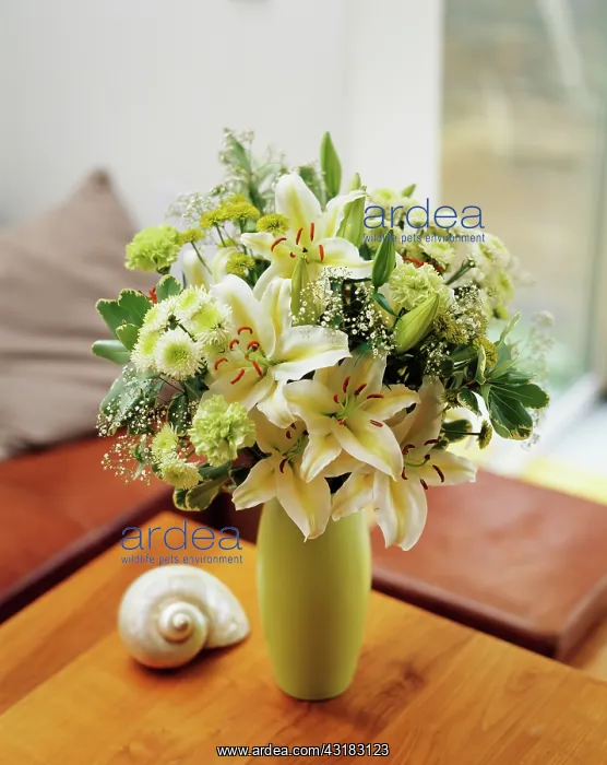 : Lily, Lilium Star Gazer white form, Floral arrangement : Lily, Lilium Star Gazer white form, Floral arrangement