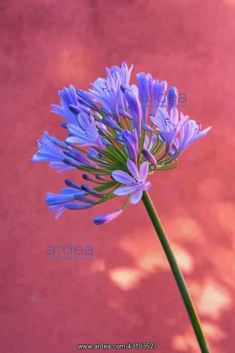 : Lily of the Nile in front of wall in Provence - : Lily of the Nile in front of wall in Provence -