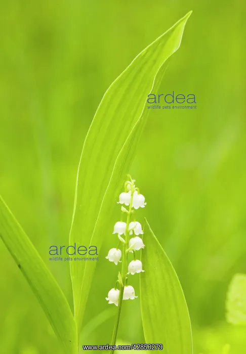 : Lily-of-the-Valley : Lily-of-the-Valley