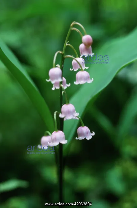 : Lily-of-the-valley : Lily-of-the-valley