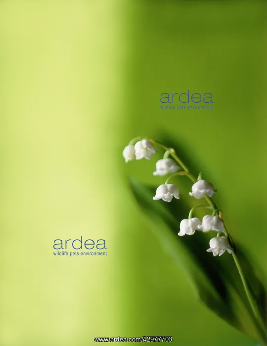 : Lily-of-the-valley : Lily-of-the-valley