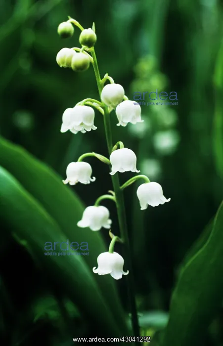 : Lily-of-the-valley : Lily-of-the-valley