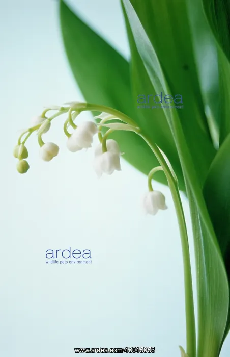 : Lily-of-the-valley : Lily-of-the-valley