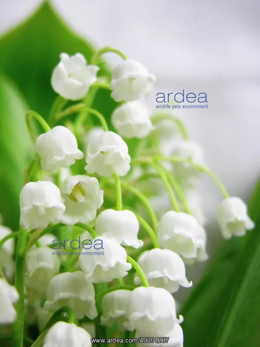 : Lily-of-the-valley : Lily-of-the-valley