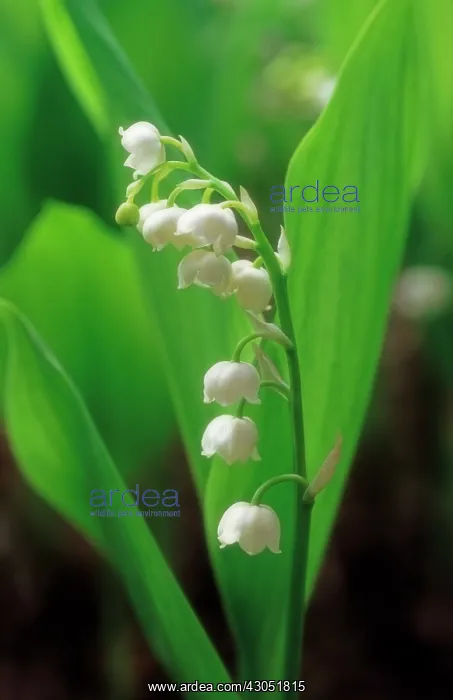 : Lily-of-the-valley : Lily-of-the-valley