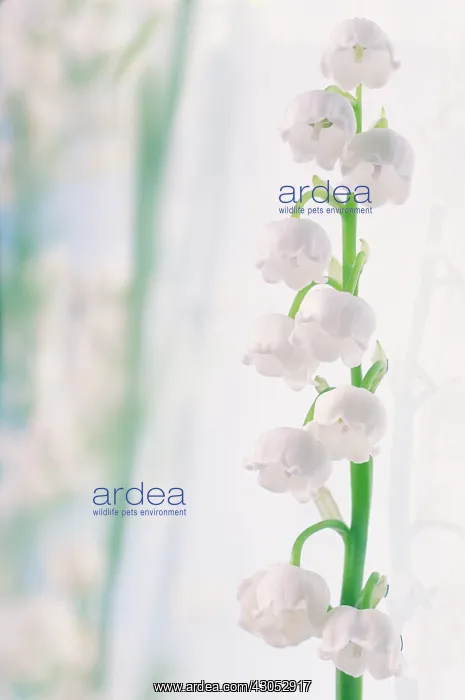 : Lily-of-the-valley : Lily-of-the-valley