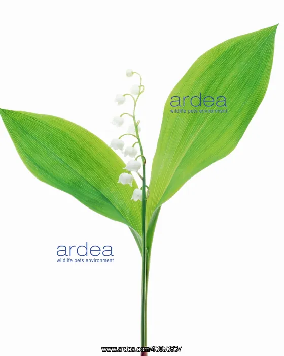: Lily-of-the-valley : Lily-of-the-valley