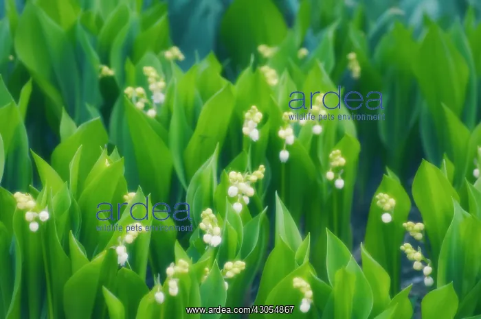: Lily-of-the-valley : Lily-of-the-valley