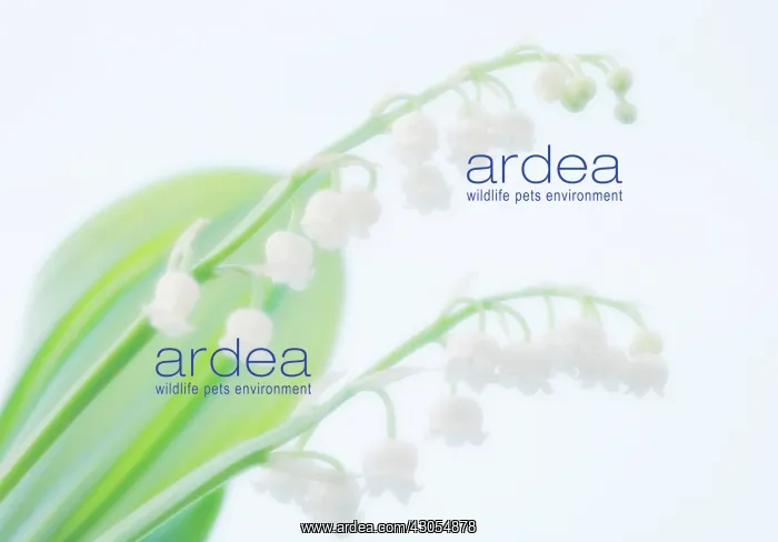 : Lily-of-the-valley : Lily-of-the-valley