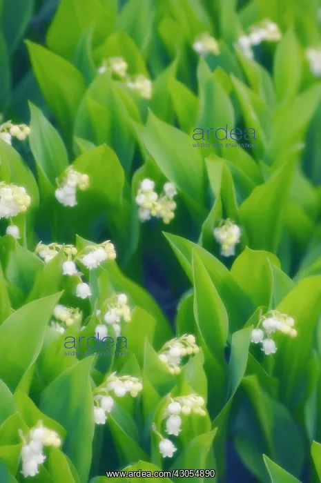 : Lily-of-the-valley : Lily-of-the-valley