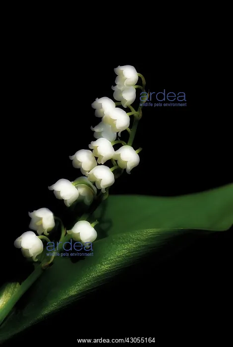 : Lily-of-the-valley : Lily-of-the-valley