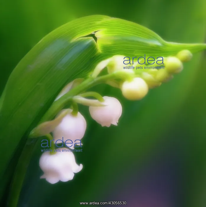 : Lily-of-the-valley : Lily-of-the-valley