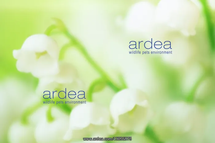 : Lily-of-the-valley : Lily-of-the-valley