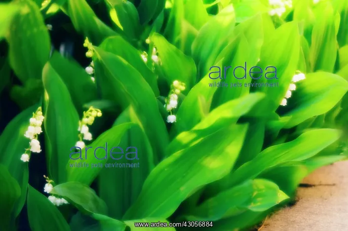 : Lily-of-the-valley : Lily-of-the-valley