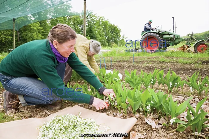: Lily-of-the-valley : Lily-of-the-valley